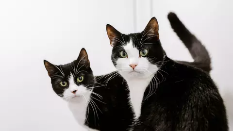 Two black and white cats called Harry and Bean sitting together looking into the camera. The pair are a father daughter duo.